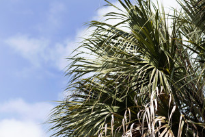 Palm leaves in sky