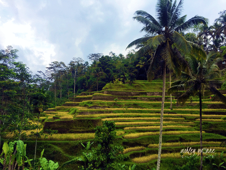 Rice Terrace Ubud